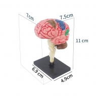 Разборная анатомическая 4D-модель человеческого мозга Corpo de cérebro